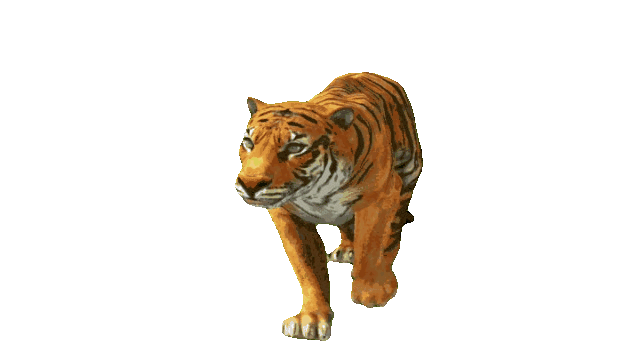 1 free animated gif images,animated gif video free download,free gif download no copyright,animated gifs free,3d animation gif free download,walking animation gif free download,walking animal animation gif free download,free Green Screen, walking tiger animation gif, walking tiger animation gif free,tiger animated gif free, walking tiger animation gif, walking tiger animation gif free,tiger animated gif free